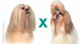 Lhasa ou Shih Tzu?